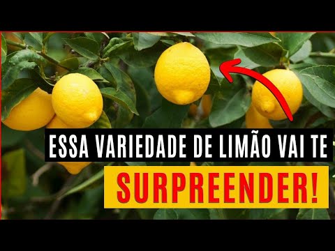 Vídeo: Colheita de Limão - Aprenda como e quando escolher um limão