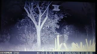 WILDKAMERA IM GARTEN. MARDER UND JUNGER FUCHS ZANKEN SICH. 😮😮👍