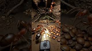 POV: Journey Inside an Ant Colony 🐜 | Micro Camera Footage #ant #insects #nature