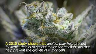 What Does The Terpene Linalool Do In The Cannabis Plant?