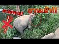 ตะขอหาย!!ทำไงทีนี้เจ้าเอาเเม่บัวกับบัวอยู่ไหม....elephant thailand