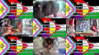 12 Hours of Hello Street Cats 😺💞 5/21/26 Pt 2