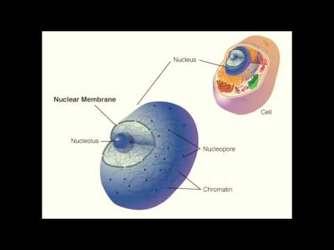 Video: Care sunt funcțiile similare ale capsidelor și membranelor nucleare?