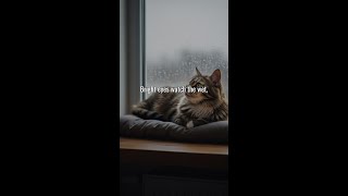 A cat watching rain on the window 🐱 #Shorts