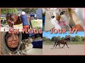 25k vlogs  cheval boiteux et vto pour le chat  journe au poil  