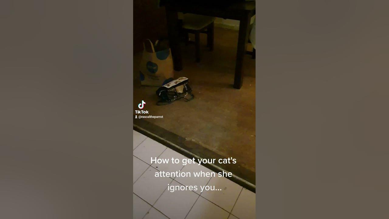 How to get your cat's attention. YouTube