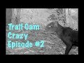 The Best on YouTube ~ Funny Trail Camera Videos of Jungle Animals