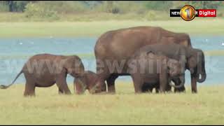 Elephant Gives Birth To Twins At Minneriya National Park - Sri Lanka