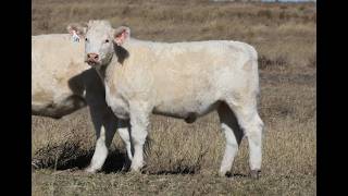 LOT 149 ANC W265