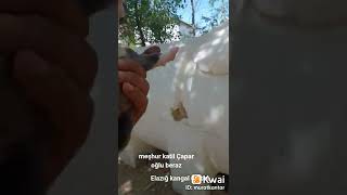 Katil Çapar Oğlu Beraz Murat Kantar Elazığ Kangal Köpeği Anadolu Boz Çoban Malaklı Üretim