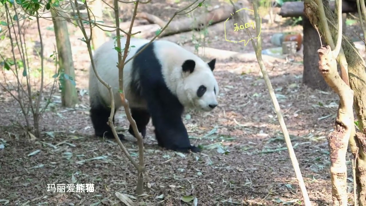 2月13日花花和妹妹和叶的上班日常