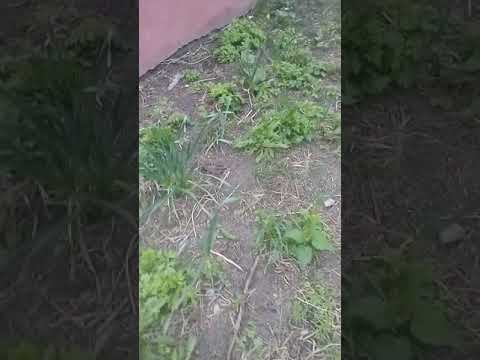 Czosnek rośnie wśród