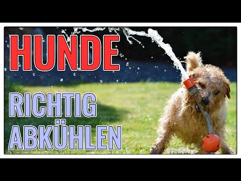 Video: So erstellen Sie Schatten für Hunde