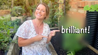 Download Lagu Is this the BEST tomato trellis no one talks about?! #tomatoes #gardenproducts #veggies MP3