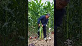 Authentic Chinese Corn Root Tea 🌽 Traditional Village Recipe, Countryside Herbal Drink