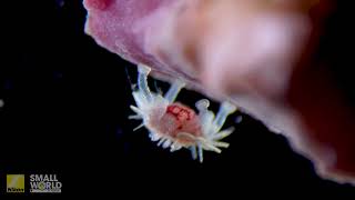 A Newborn Sea Urchin Walking Along The Seabed 2025 Nikon Small World