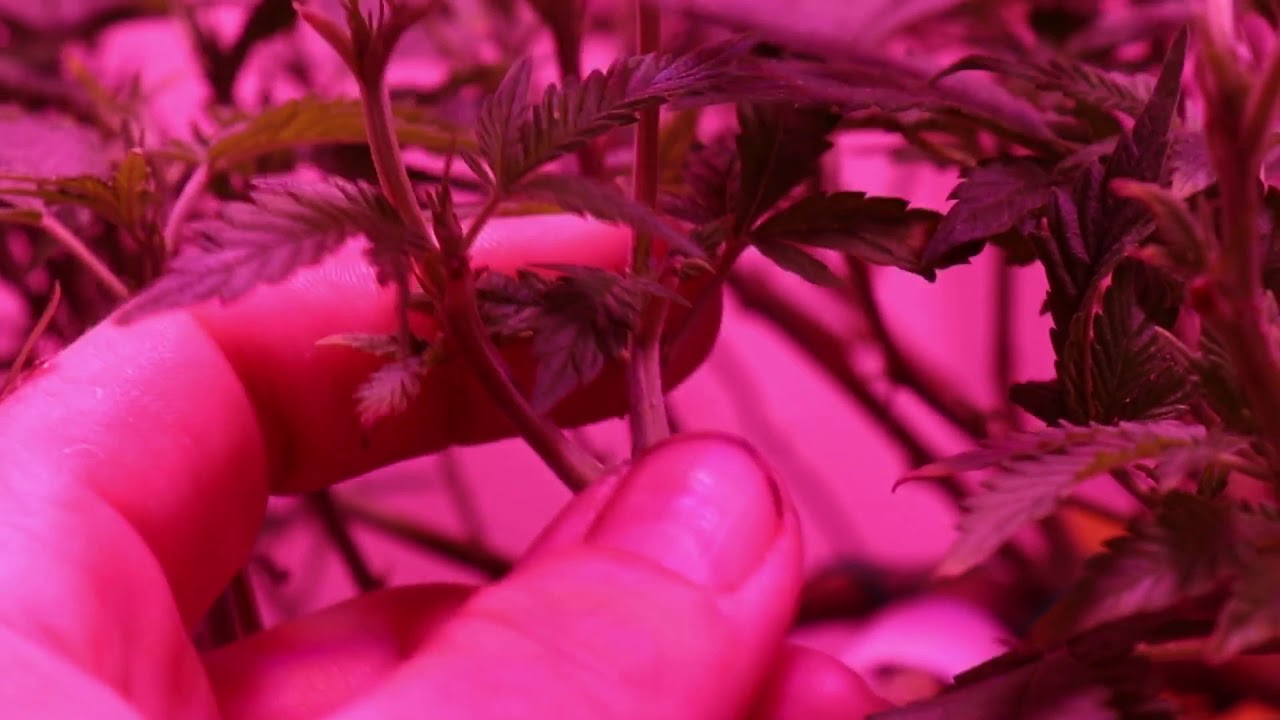 Mainlining marijuana