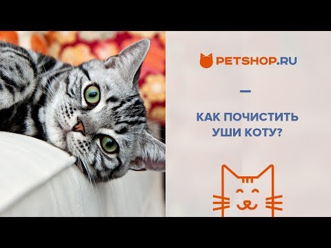 КАК ПРАВИЛЬНО ЧИСТИТЬ УШИ КОТУ?