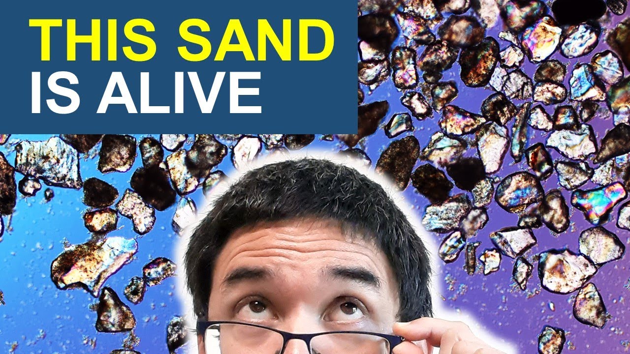 Watch Microbes move SAND