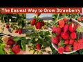 Easiest way to grow strawberry(step-by-step )घर पर स्ट्रॉबेरी उगाने का सबसे आसान तरीका #gardening 