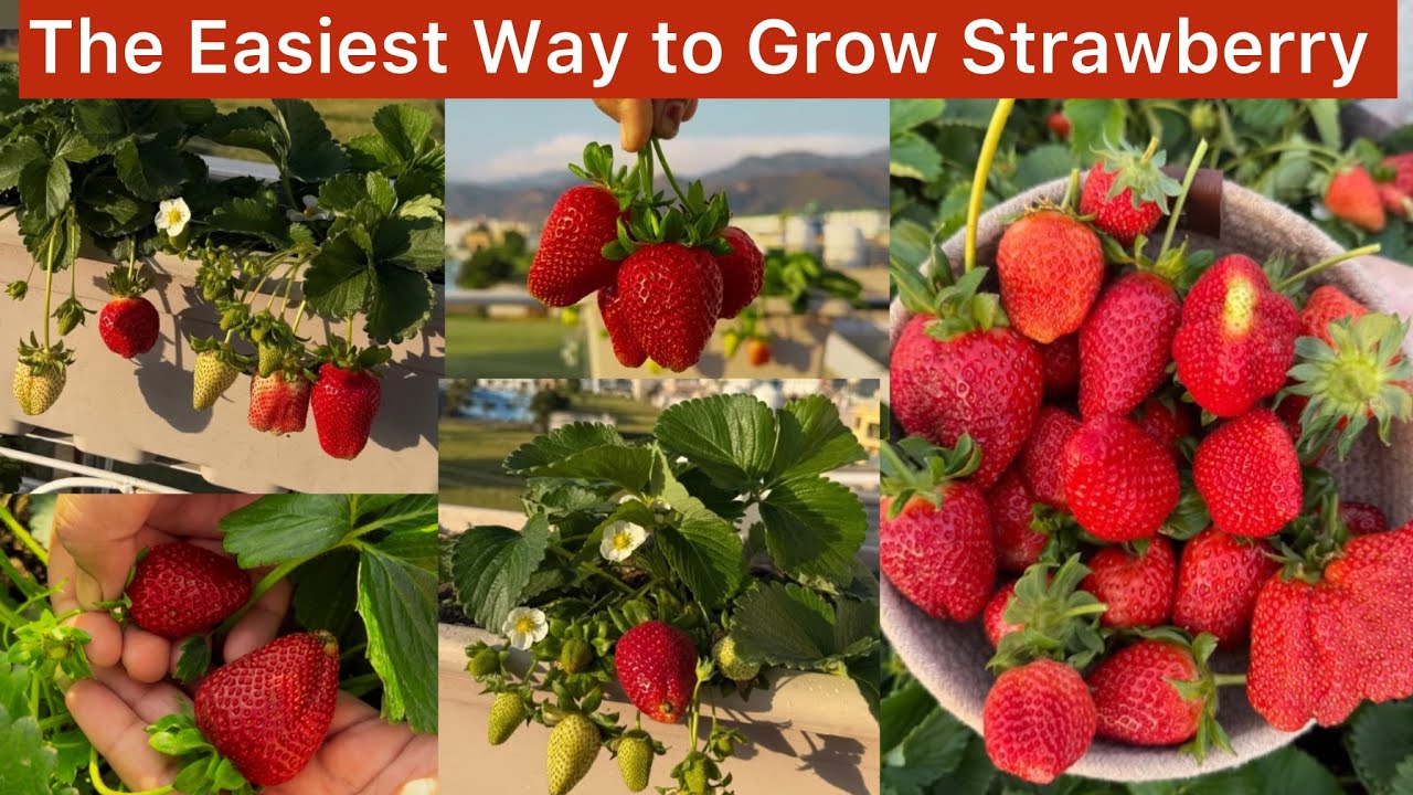 Easiest way to grow strawberry(step-by-step )घर पर स्ट्रॉबेरी उगाने का सबसे आसान तरीका 