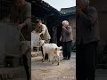 The lamb saves the mother, the lamb fights the sheep and buys the sheep, the confusing behavior of