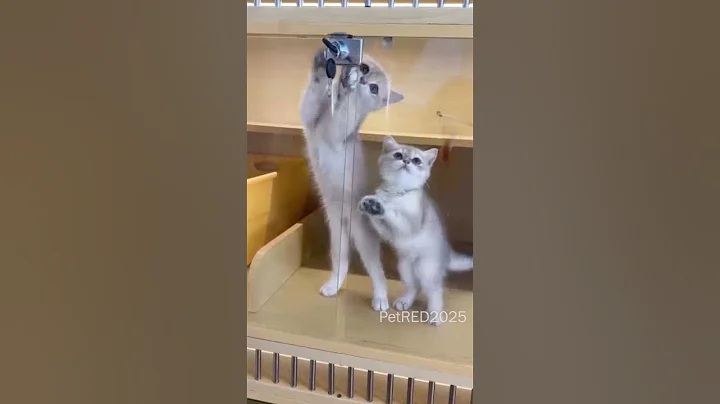 Watch the video about Cat videos cute cats kittens 😻🐾 #cat #kitten