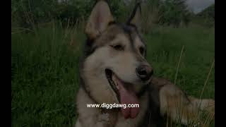 DiggDawg - Tutorial part V - Invoicing