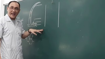 Thực tập Thực vật dược Bài 2: Mô Thực Vật (Phần 1) | Dược | ĐH Y DƯỢC TPHCM