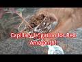 Capillary Irrigation for Red Amaranth!