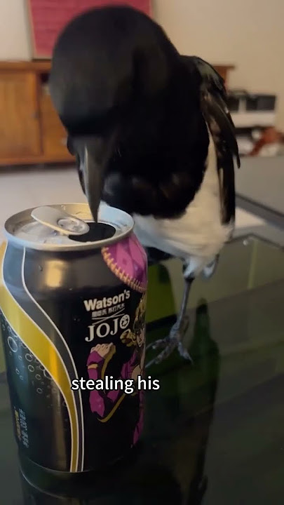 The rescued bird refused to leave the man.#bird #shorts #animals #healing #love