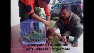 Soft-Release Programme screenshot 4