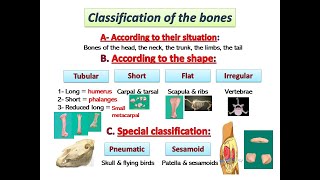 Osteology by dr  khaled shoghy