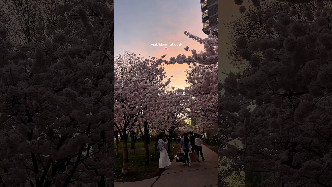 cherry blossoms in toronto 🌸 