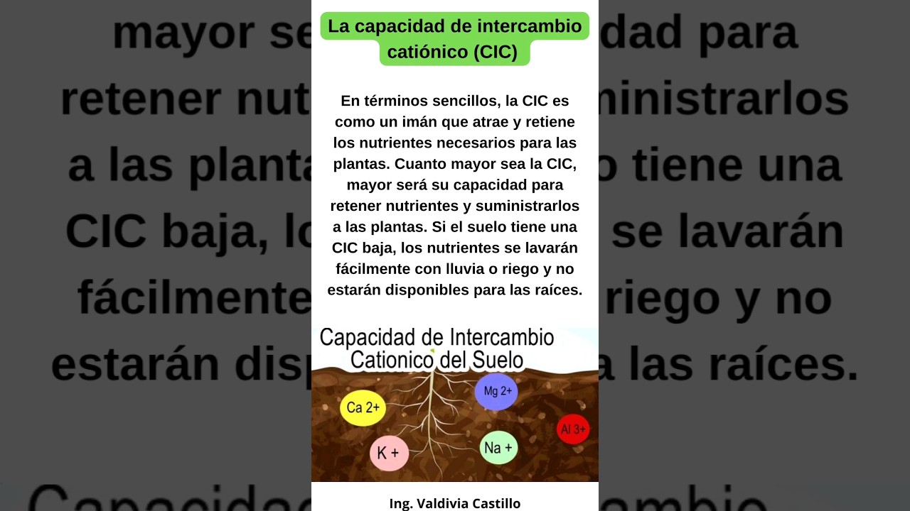 Capacidad de intercambio cationico del suelo y su importancia en la