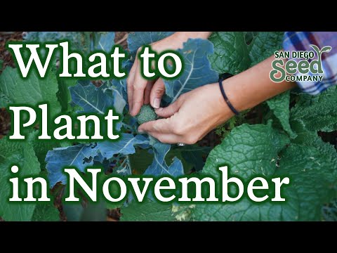 Vídeo: Novembre Tasques de jardineria: cultivar un jardí del sud-oest al novembre