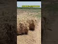BT Dambar Road BIT || ORR Shameerpet 46km || Agriculture land for sale ||15 Guntas #youtube #farming