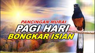 🔴 LIVE 20 - PANCINGAN MURAI BATU PAGI HARI FULL ISIAN TEMBAKAN , MELATIH MURAI BATU BONGKAR ISIAN