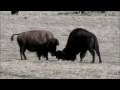 Birth of a Bison Calf