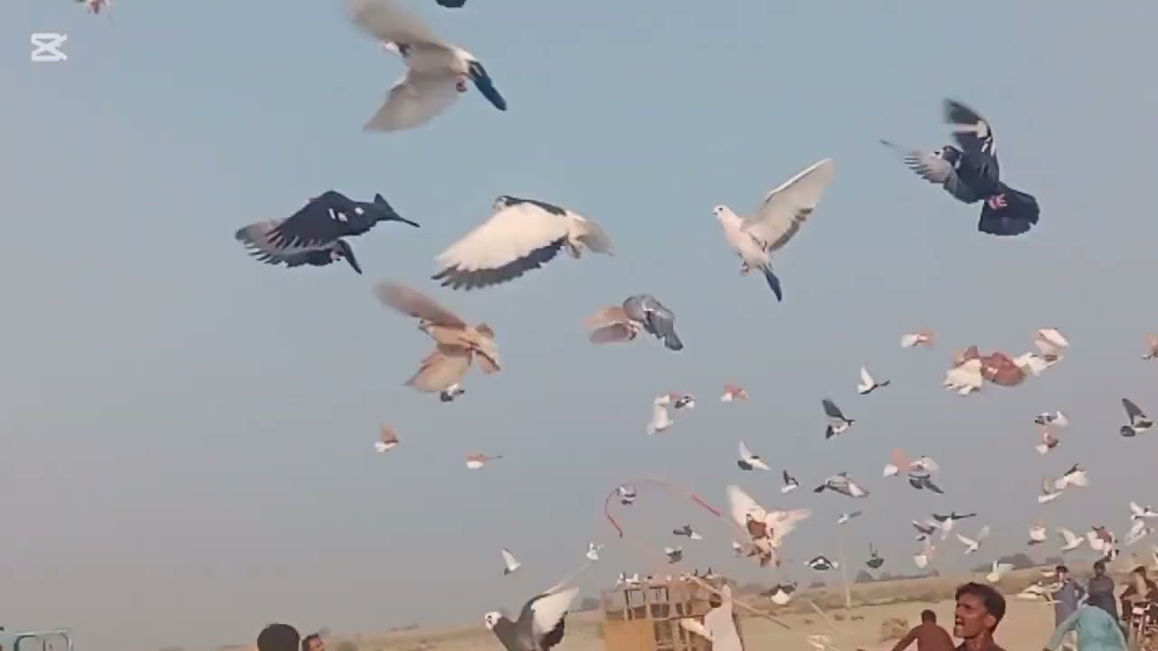 New video kabootar Baaz VS 400 VS 👌💕 viral video 🕊️⭐💫 shock check Karen 🕊️ viral 🕊️🕊️ vip video 🕊️⭐💫