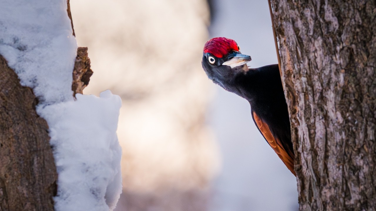Black Woodpecker (Kumagera クマゲラ) | Quiet Forest Moment in