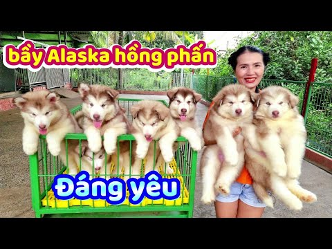 Video Trại đang tìm chủ cho Bầy Alaska Hồng phấn đáng yêu... - youtube