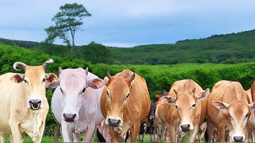 Suara Sapi Moo, kawanan Lembu sapi jinak berkeliling di jalan,ladang, Sapi lucu...