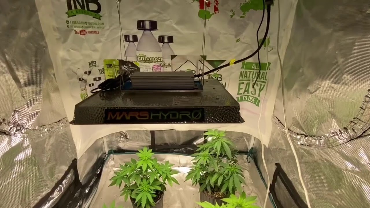 West Coast Croppers   Crop King Seeds Mango Kush Beginning wk 7 veg Mars Hydro TS 1000, TNB Naturals