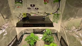 West Coast Croppers Crop King Seeds Mango Kush Beginning wk 7 veg Mars Hydro TS 1000, TNB Naturals