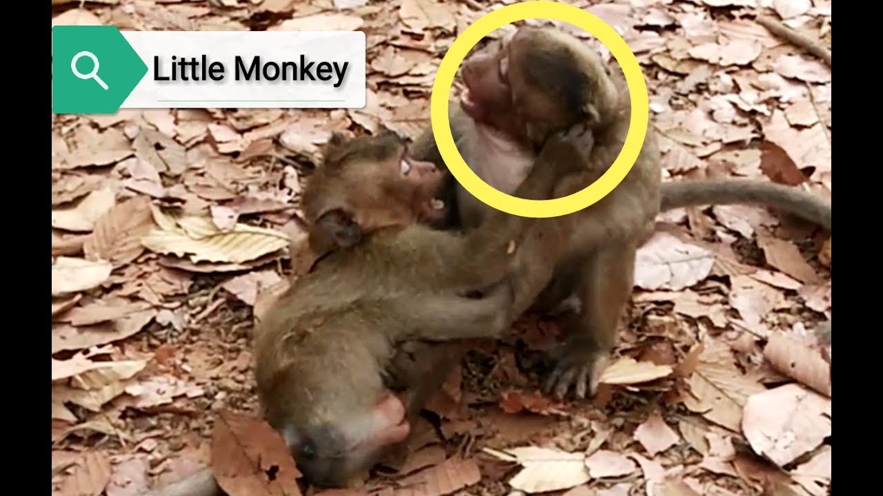 SweetPea Fight with Kari,Sweetpea was Stronger,But SP was Shot By Kari all animals photos