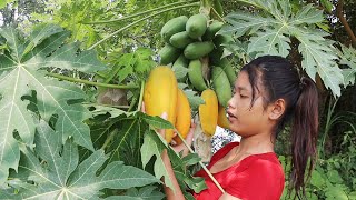 Ripe papaya nature for food of survival - Rina Adventure Anywhere