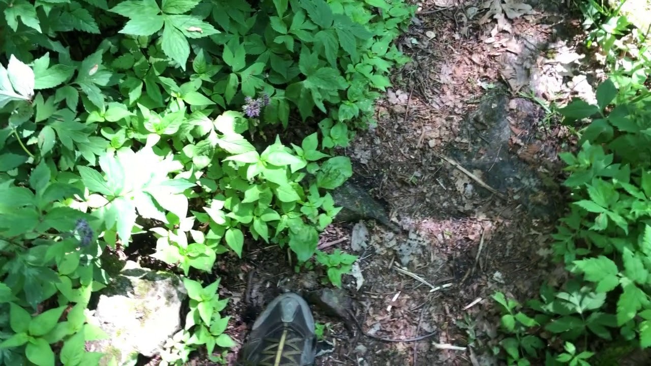 AT Day 85: Rice Field Shelter to Pine Swamp Branch Shelter