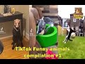 Animales graciosos de TikTok (Recopilación suprema) 😁🤪 #videosderisaTiktok #videosdeanimalesTikTok