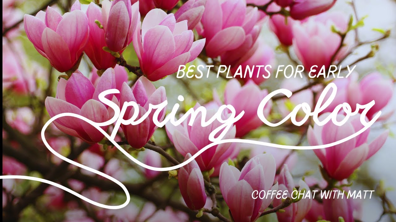Must-Have Plants for Early Spring Color - YouTube
